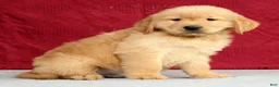 Golden Retriever dogs for sale: Theo - Ad 1