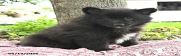 Pomsky dogs for sale: Gideon - Ad 3