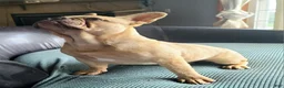 French Bulldog dogs for sale: Coco merle male - Ad 4