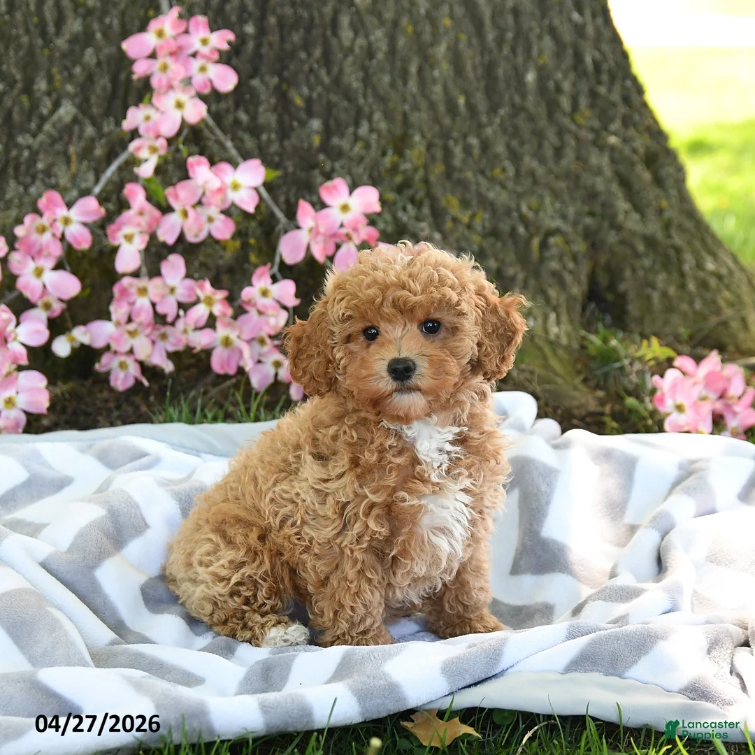 Maltipoo dogs for sale: Buttercup - Ad 2