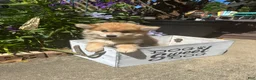 Pomsky dogs for sale: Reese - Ad 8
