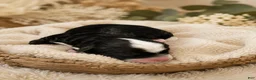 Mixed Breed dogs for sale: Male 3 - Ad 1