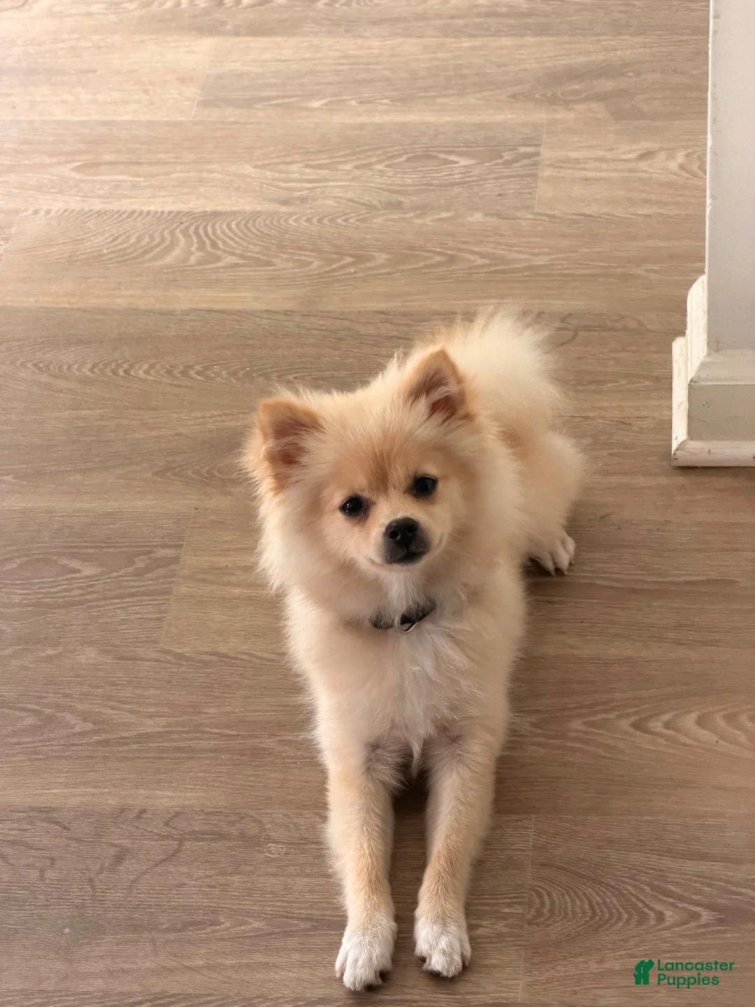 Mixed Breed dogs for sale: Mixed Breed 1 - Ad 3