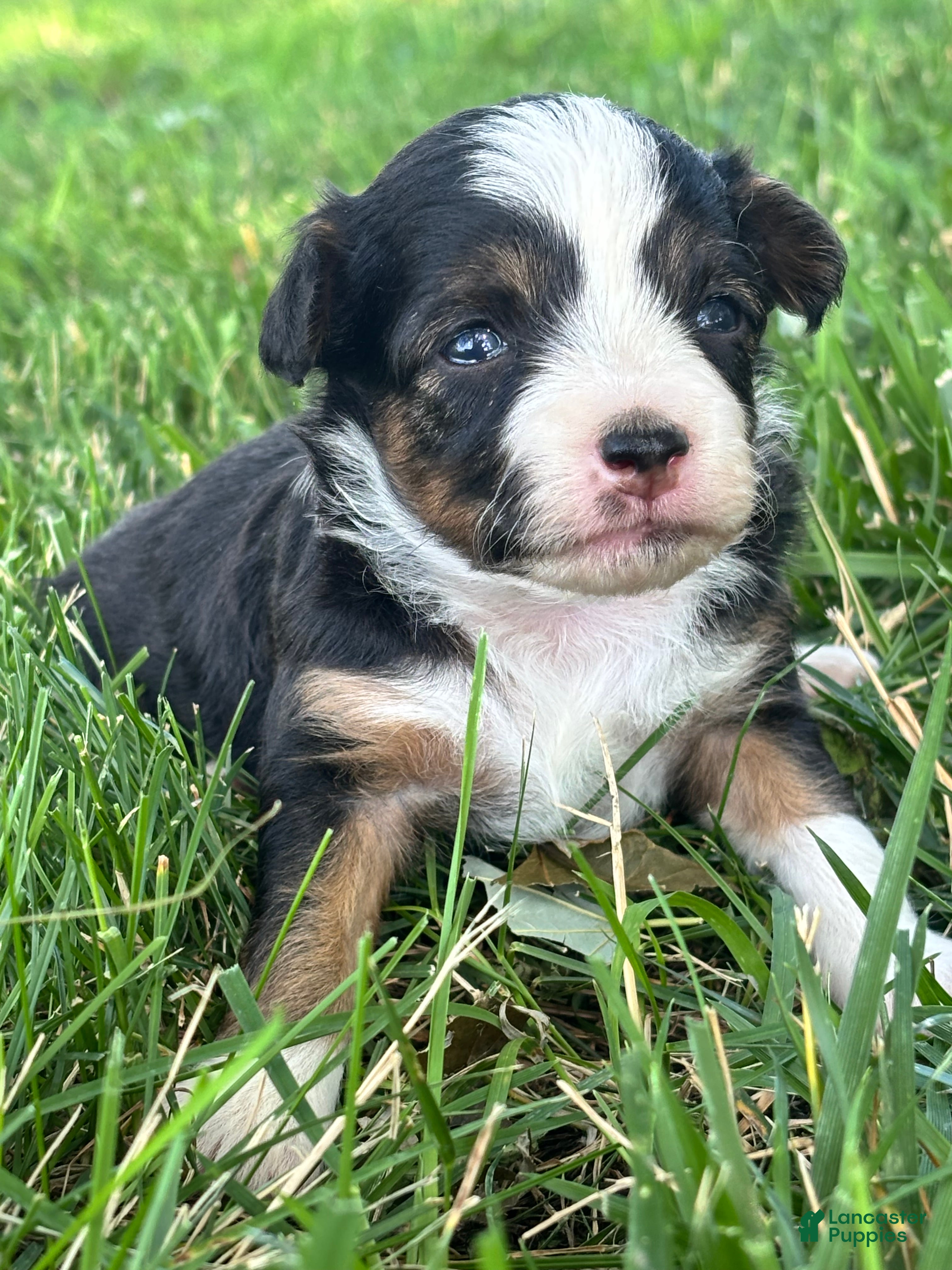 Mini Aussiedoodle dogs Mini Aussiedoodle 2 - Ad 2