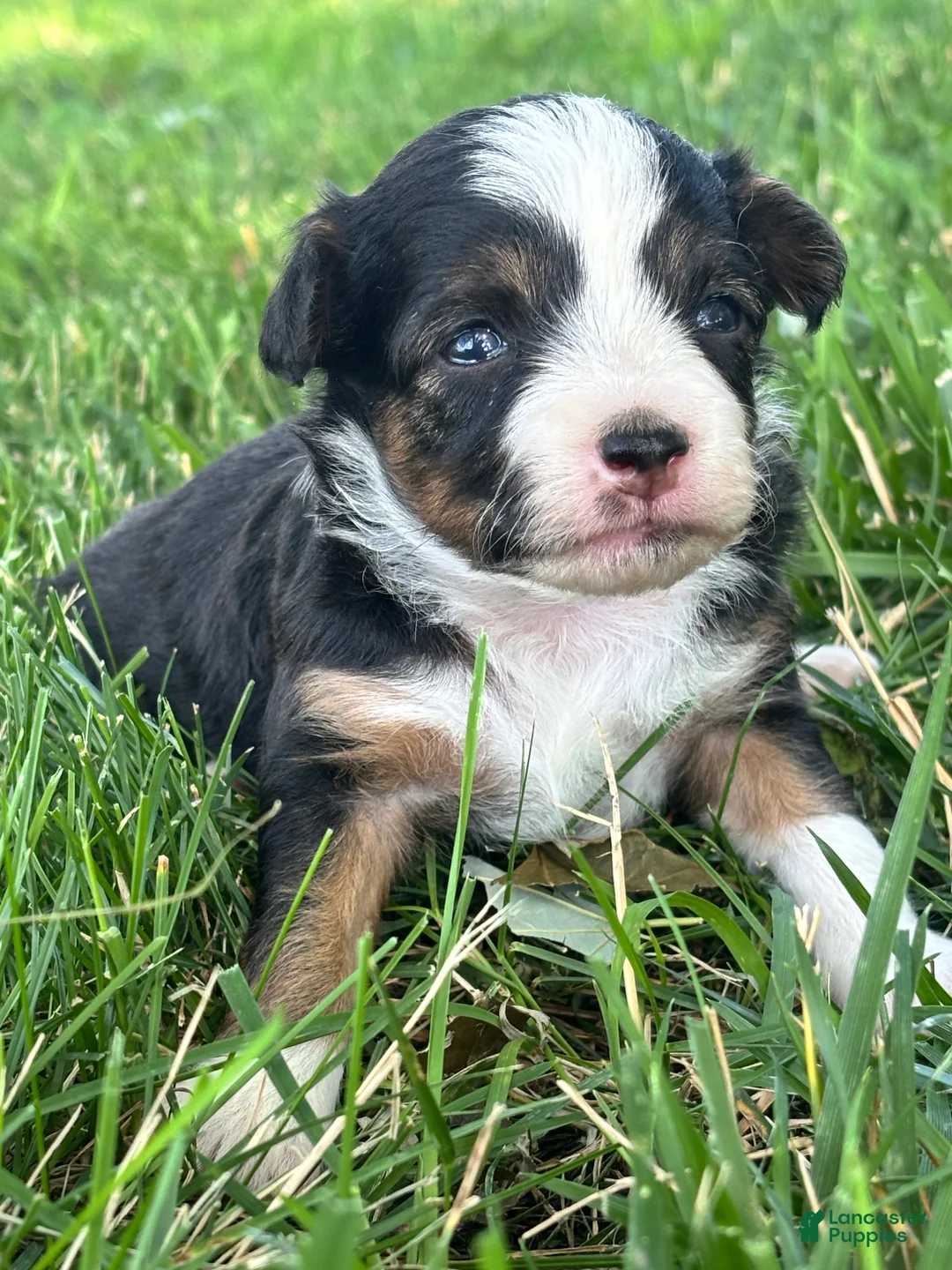 Mini Aussiedoodle dogs for sale: Mini Aussiedoodle 2 - Ad 2