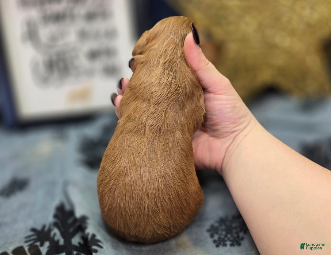 Cavapoo dogs for sale: Mittens - Ad 4