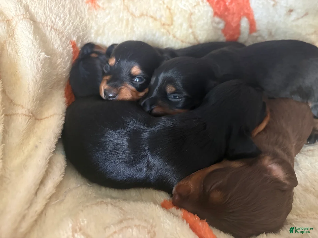 Miniature Dachshund dogs for sale: Miniature Dachshund Puppy 3 - Ad 2