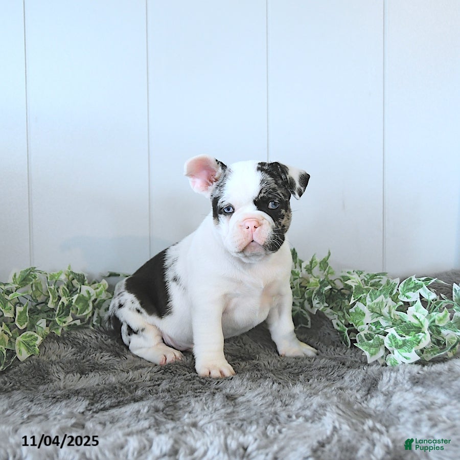 Frug dogs Marshall - Ad 3