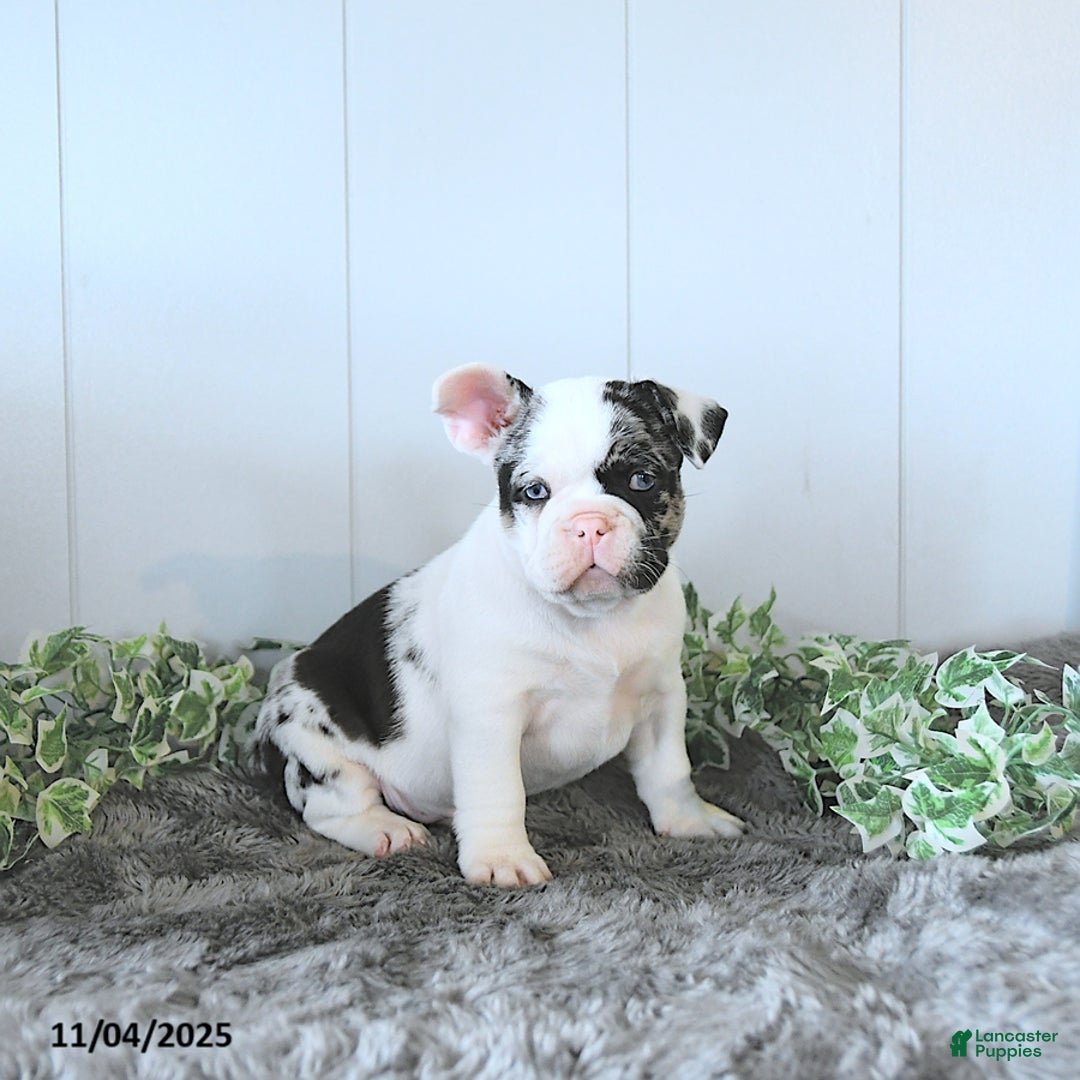 Frug dogs for sale: Marshall - Ad 1