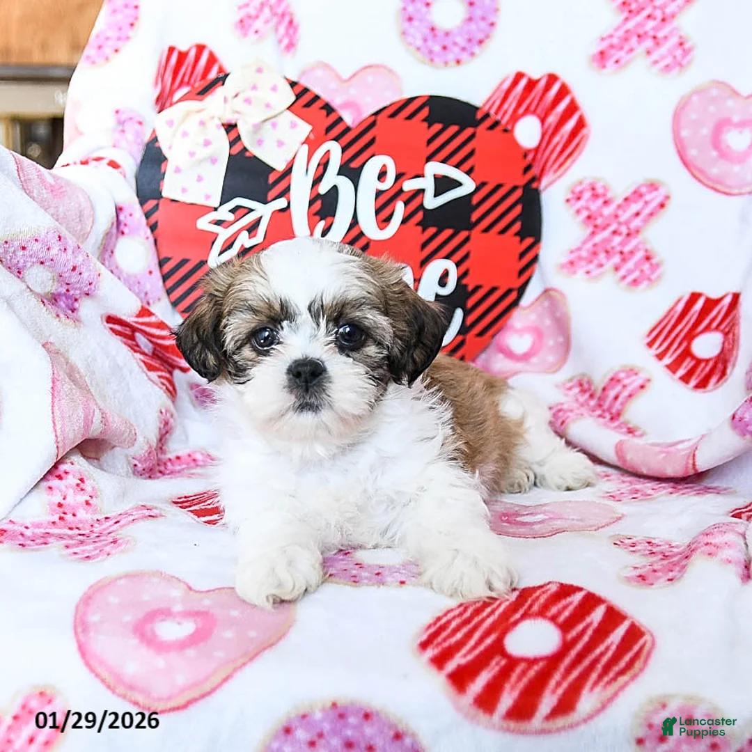 Shih Tzu dogs for sale: Ginger - Ad 4