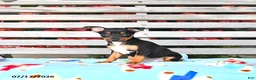 Miniature Pinscher dogs for sale: Jenna   extra small - Ad 4