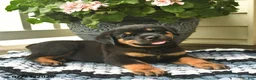 Rottweiler dogs for sale: Milo  - Ad 2