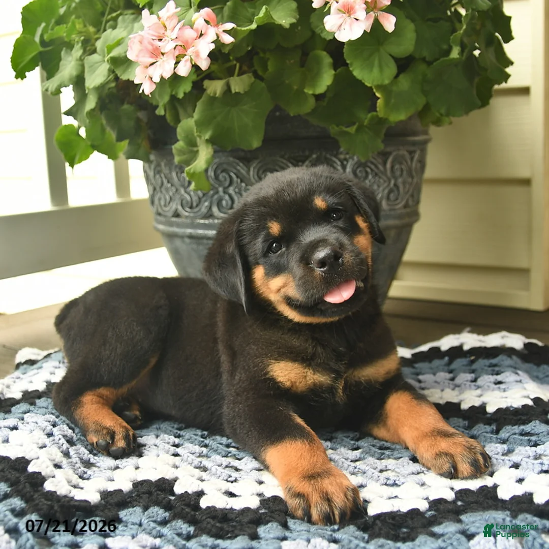 Rottweiler dogs for sale: Milo  - Ad 2