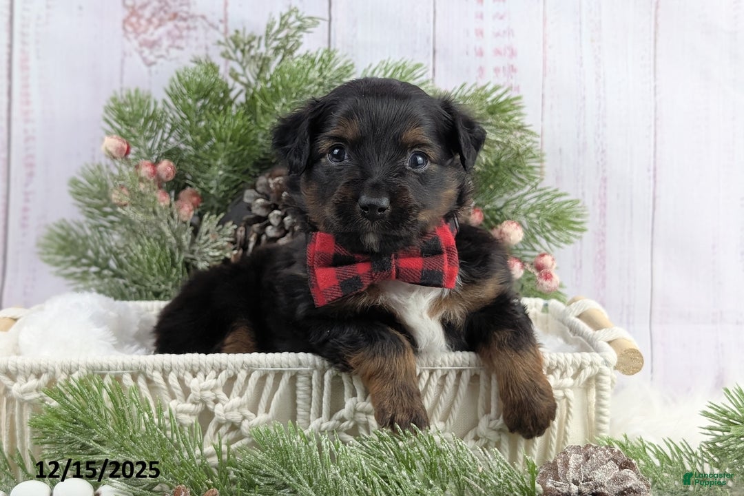 Toy Australian Shepherd dogs for sale: Bronson - Ad 1