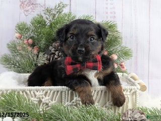 Toy Australian Shepherd dogs Bronson - Ad 1