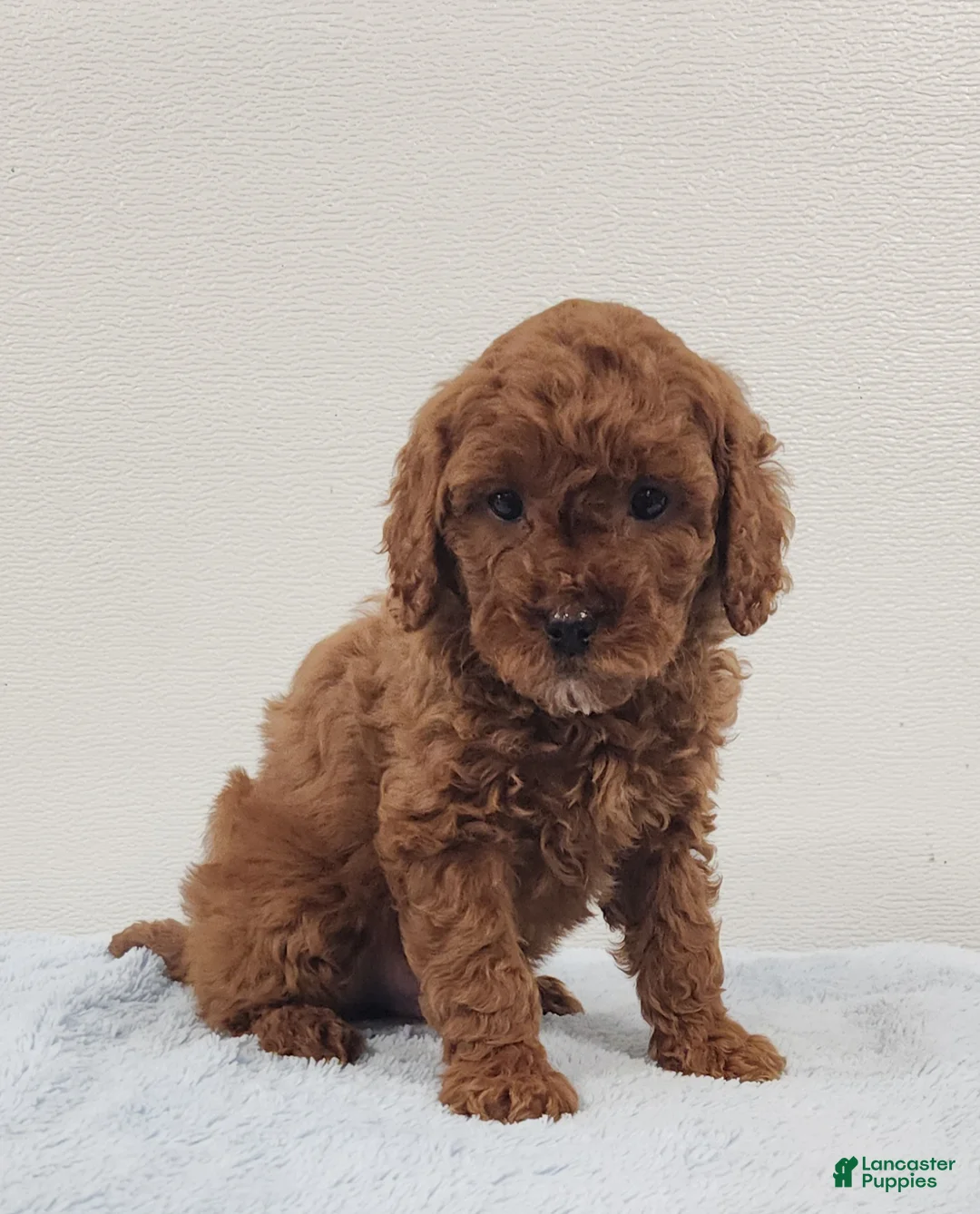 Mini Goldendoodle dogs for sale: Rambo - Ad 2