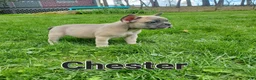 French Bulldog dogs for sale: CHESTER - Ad 3