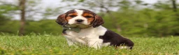 Beagle dogs for sale: Barron - Ad 3