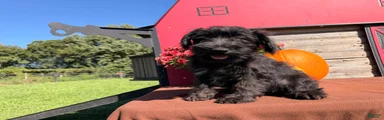 Thelma Miniature Schnauzer 