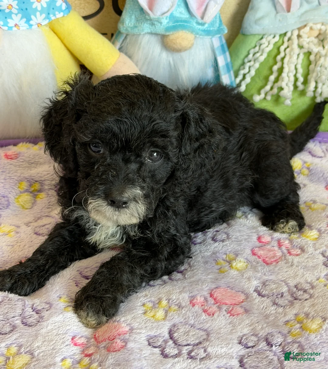 Labradoodle dogs for sale: Jet - Ad 3