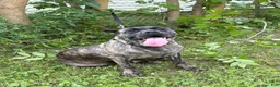 Cane Corso dogs for sale: Cane Corso 2 - Ad 6
