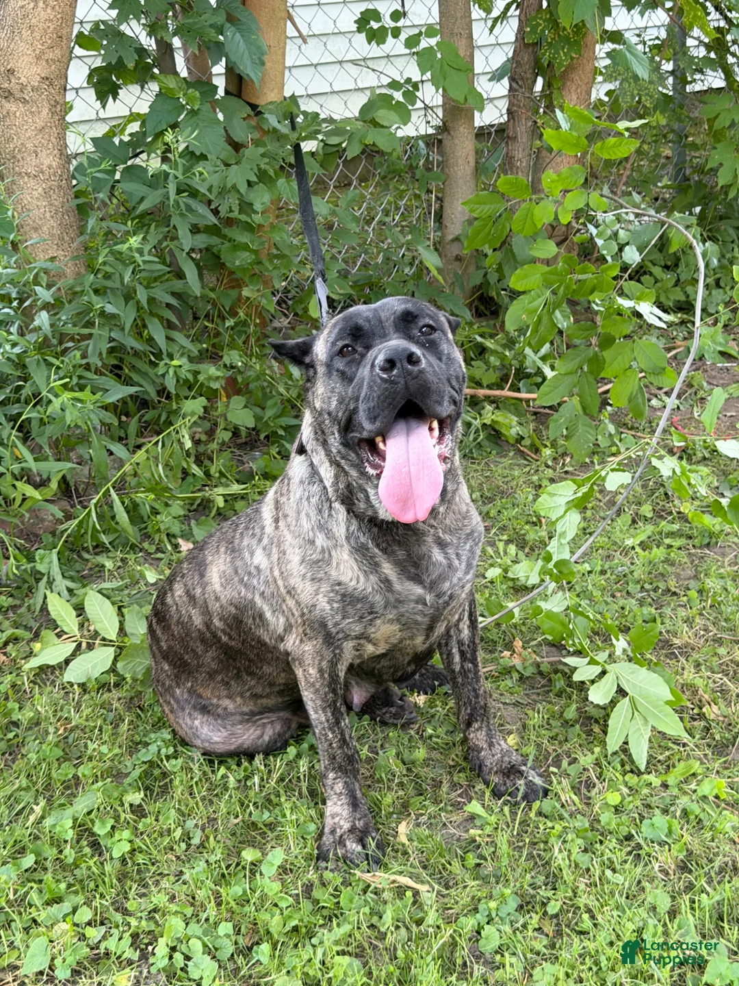 Cane Corso dogs for sale: Cane Corso 2 - Ad 6