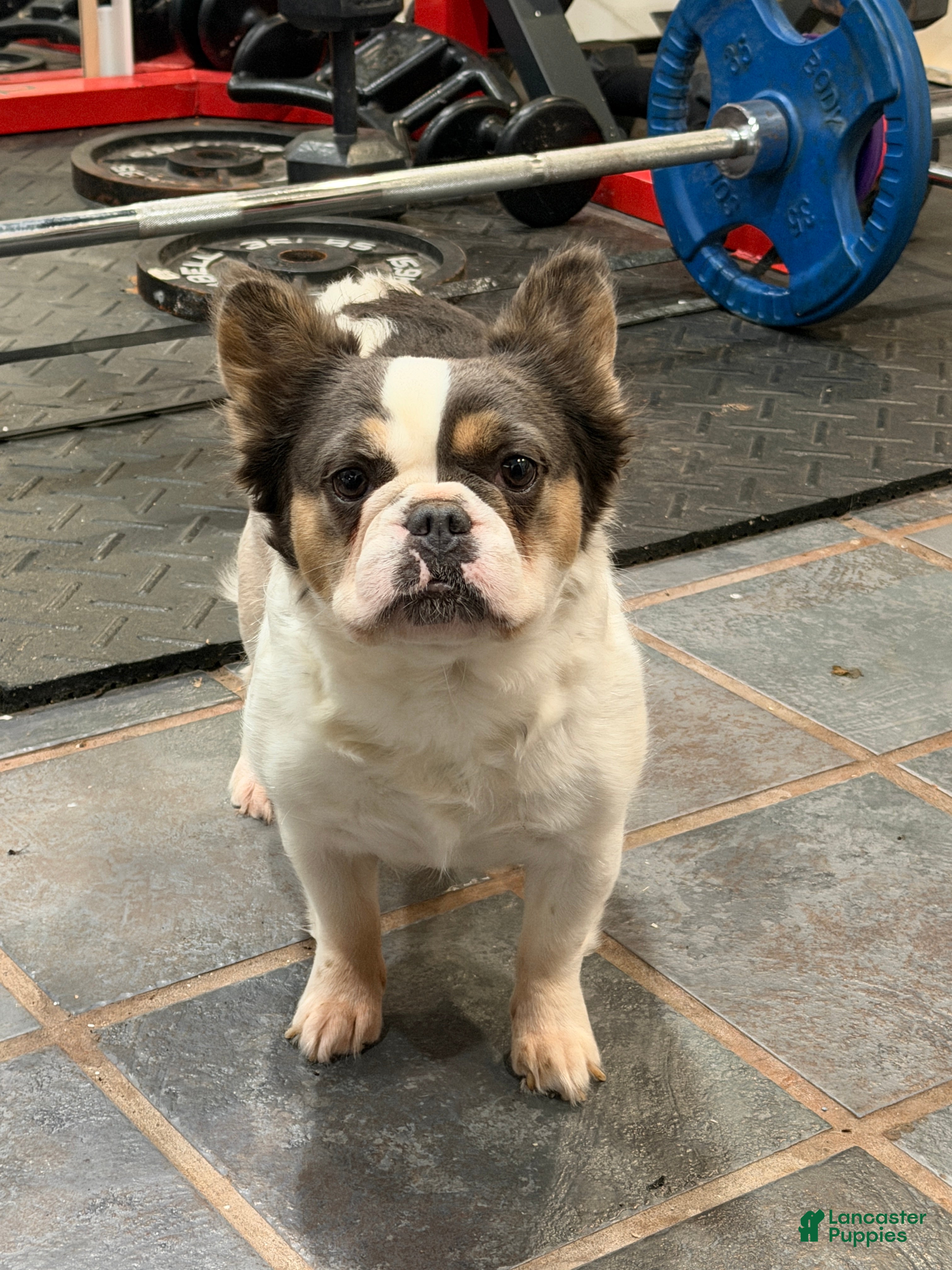 French Bulldog dogs for sale: French Bulldog 1 - Ad 2