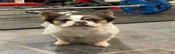 French Bulldog dogs for sale: French Bulldog 1 - Ad 2