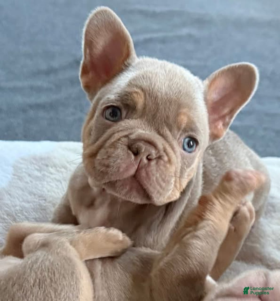 Gallery Image {{count}}