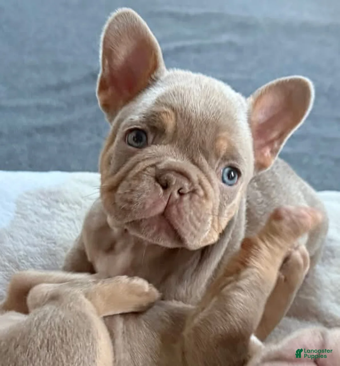 Gallery Image {{count}}