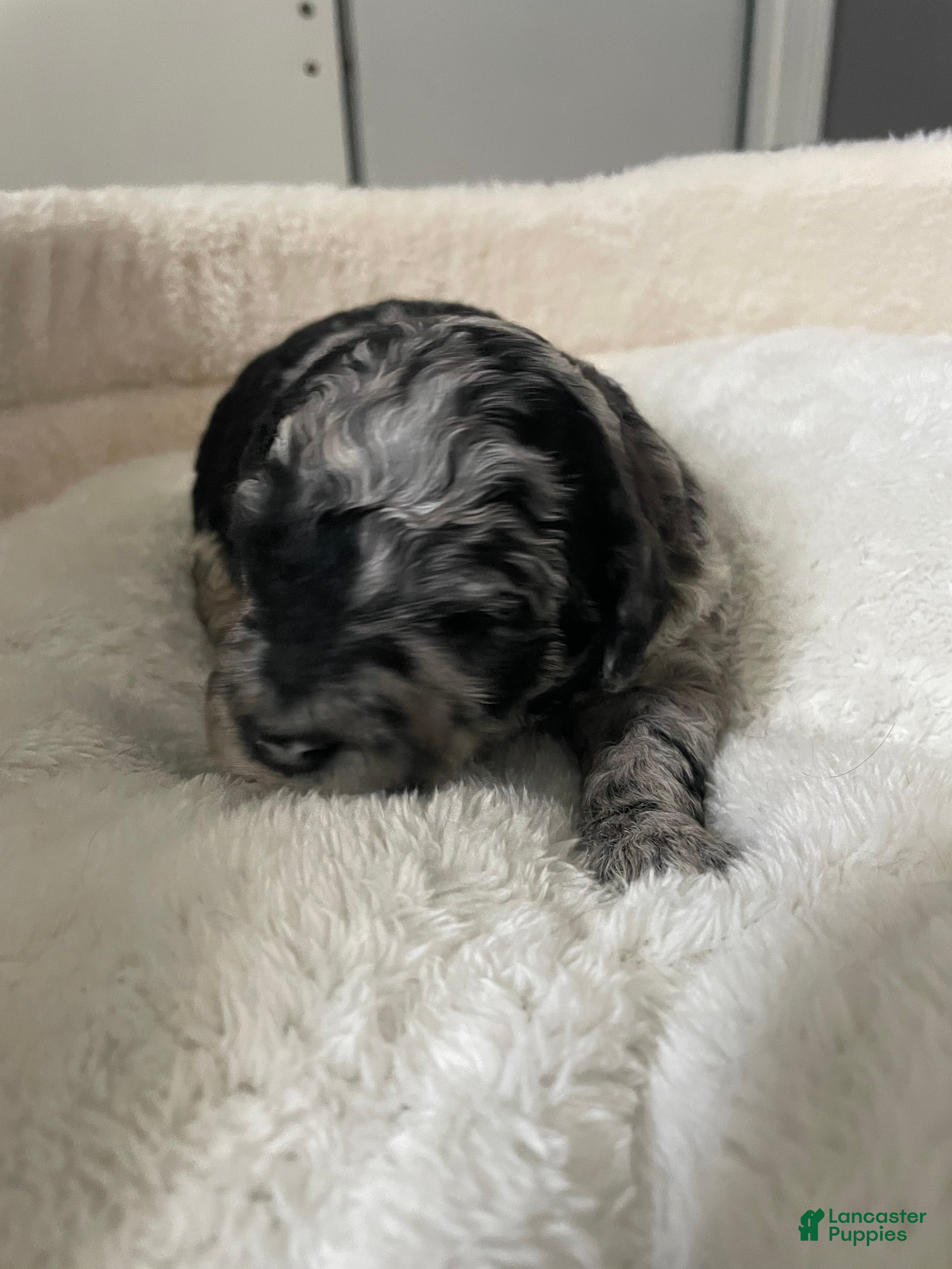 Labradoodle dogs Willow - Ad 23