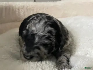 Labradoodle dogs Willow - Ad 23