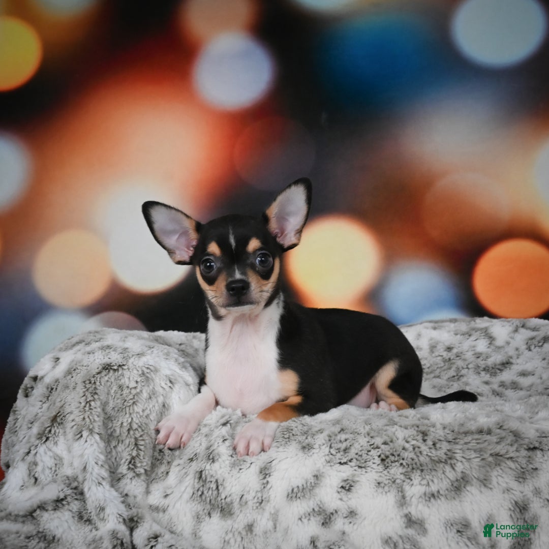 Chihuahua dogs for sale: Luca - Ad 2