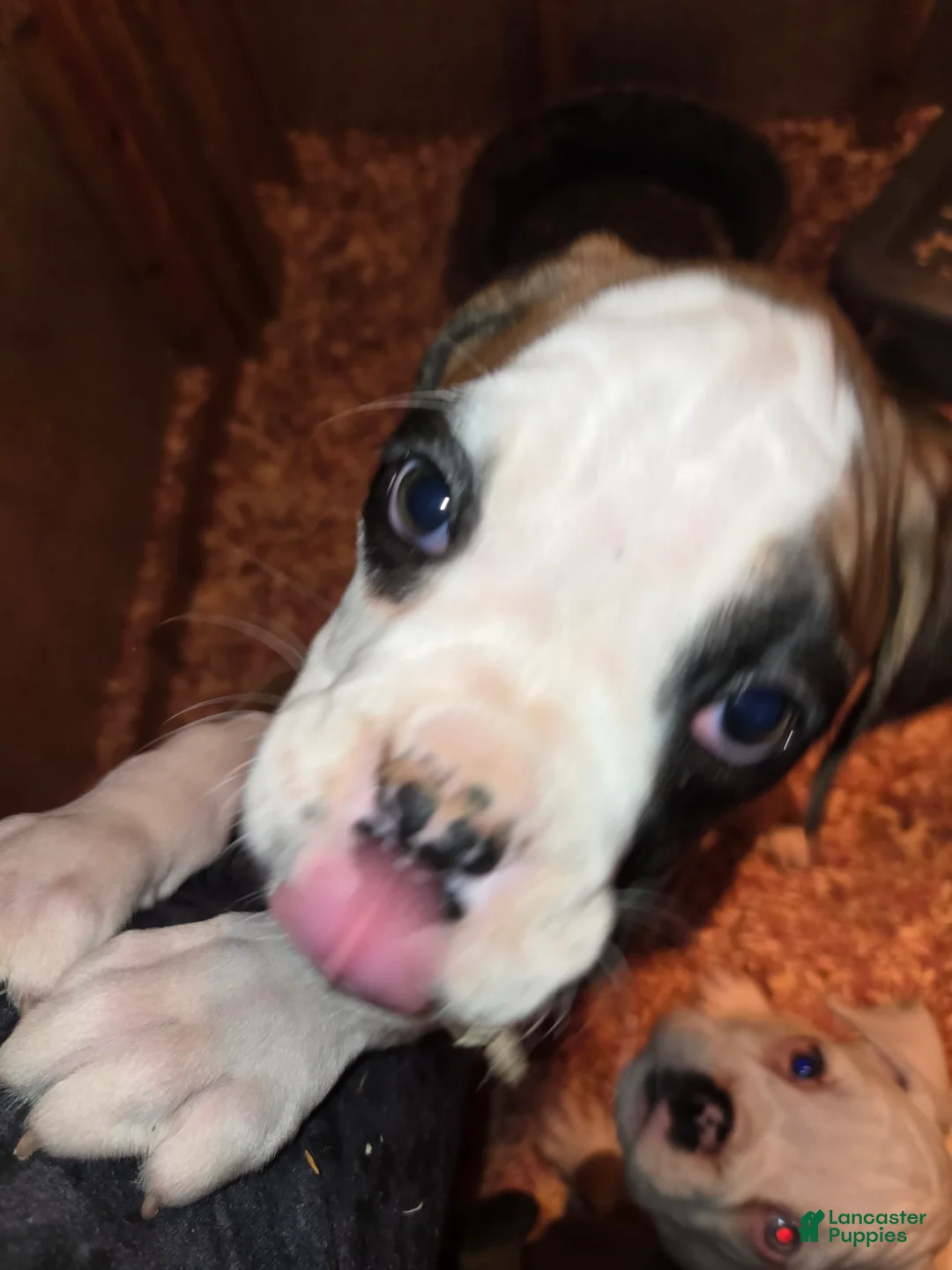 Boxer dogs for sale: Lady - Ad 13
