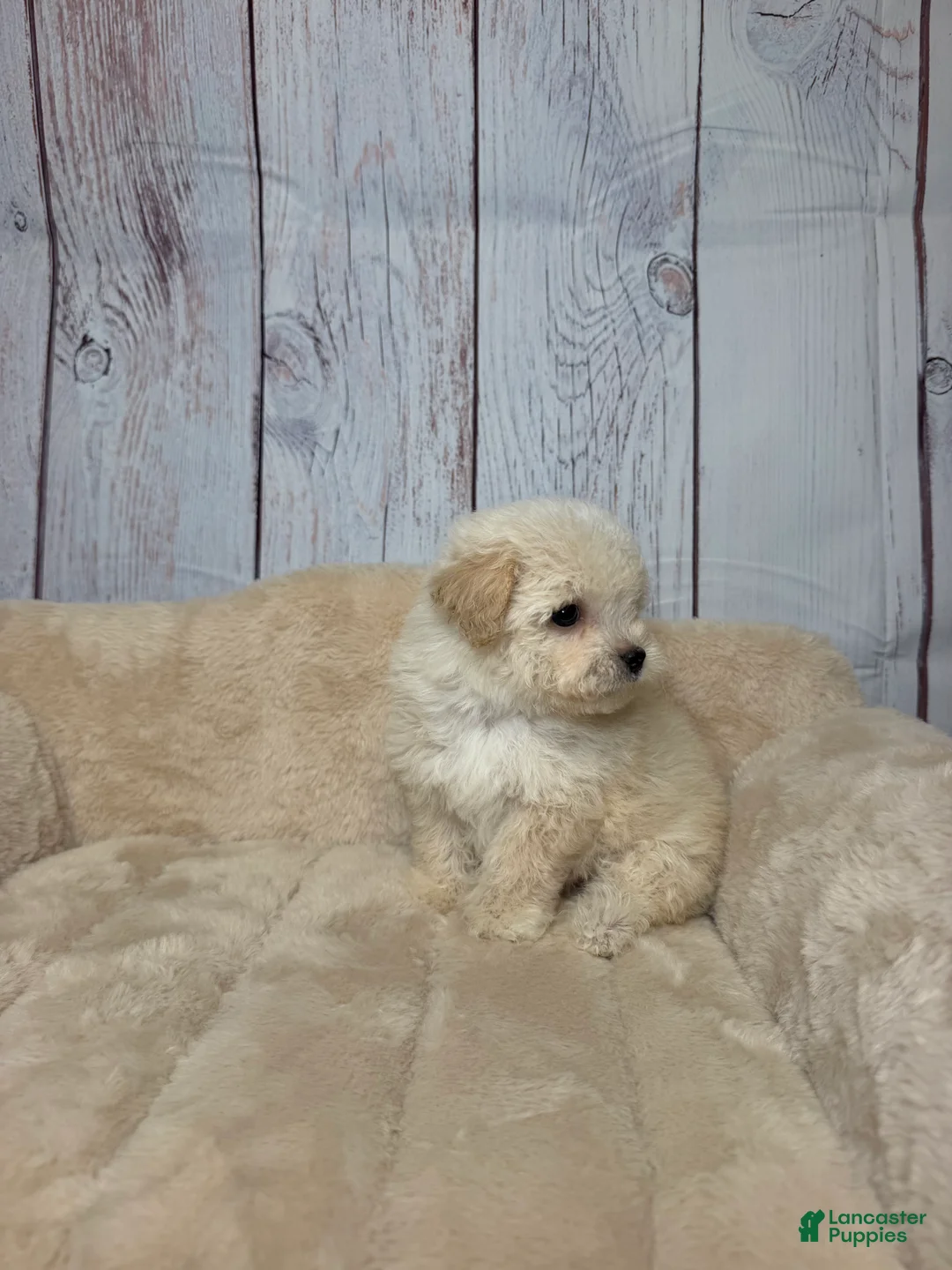 Maltipoo dogs for sale: Teddy - Ad 2