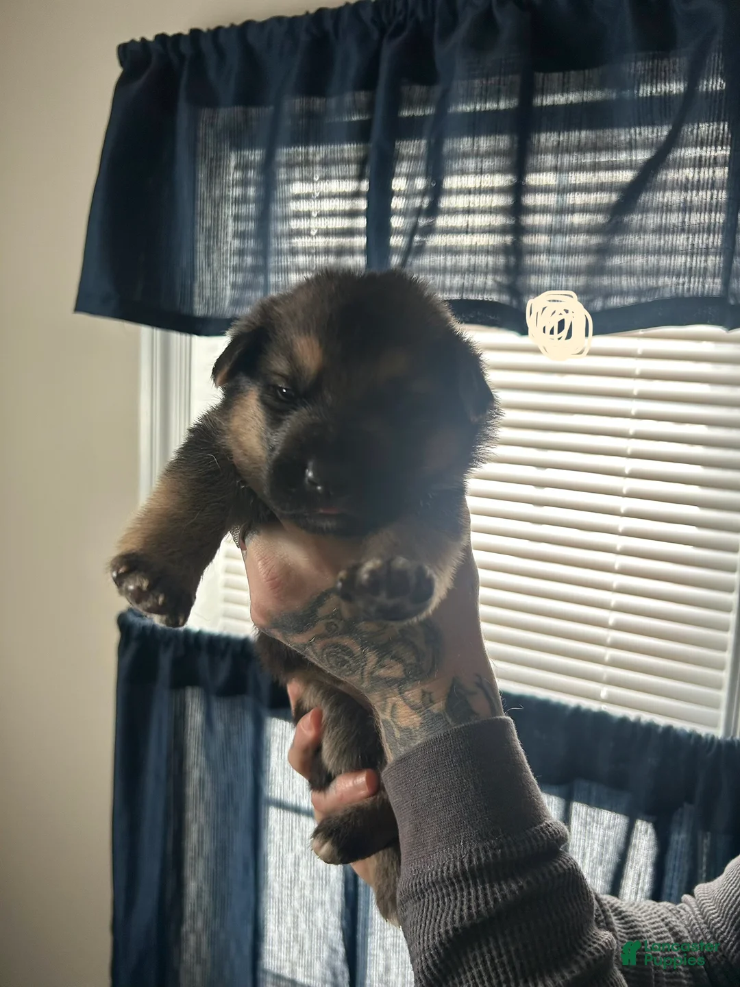 German Shepherd dogs for sale: German Shepherd Puppy 5 - Ad 1