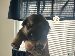 German Shepherd dogs German Shepherd Puppy 5 - Ad 39