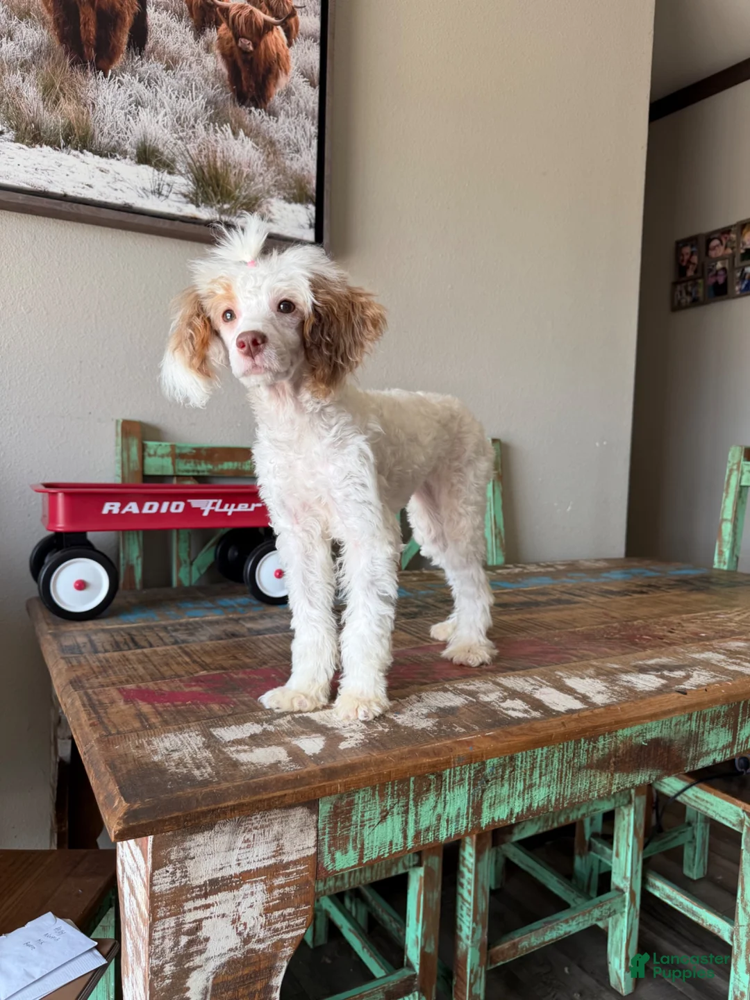 Miniature Poodle dogs for sale: Akc 🧬 Tested Clear Atat Kyky S/S bb  - Ad 2