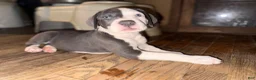 Mixed Breed dogs for sale: Baby 5 - Ad 13