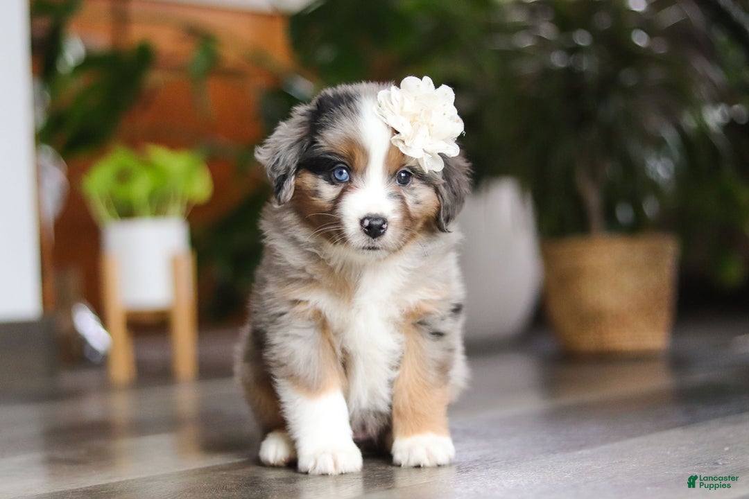 Miniature Australian Shepherd dogs for sale: Truffles - Ad 3