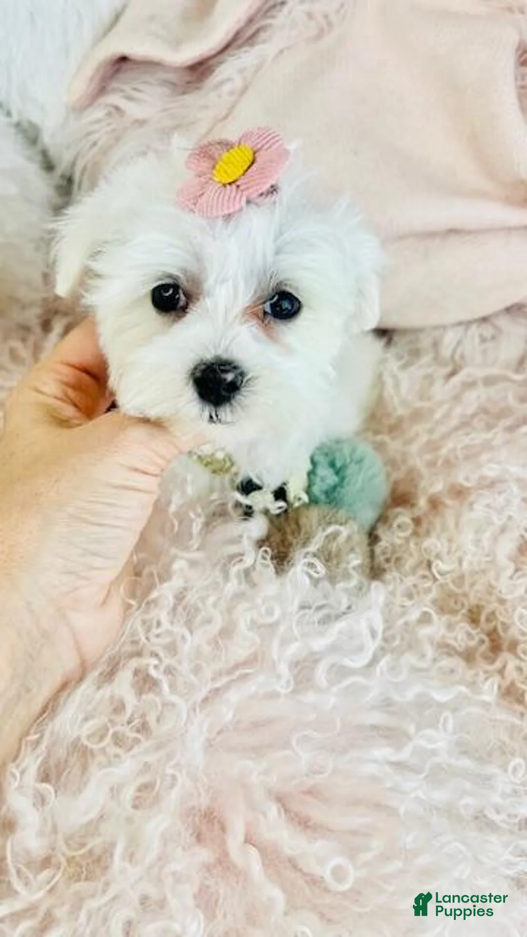 Maltese dogs for sale: Maltese Puppis Near Me - Ad 2