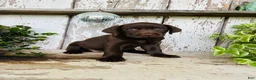 Labrador Retriever dogs for sale: Finlee  - Ad 5