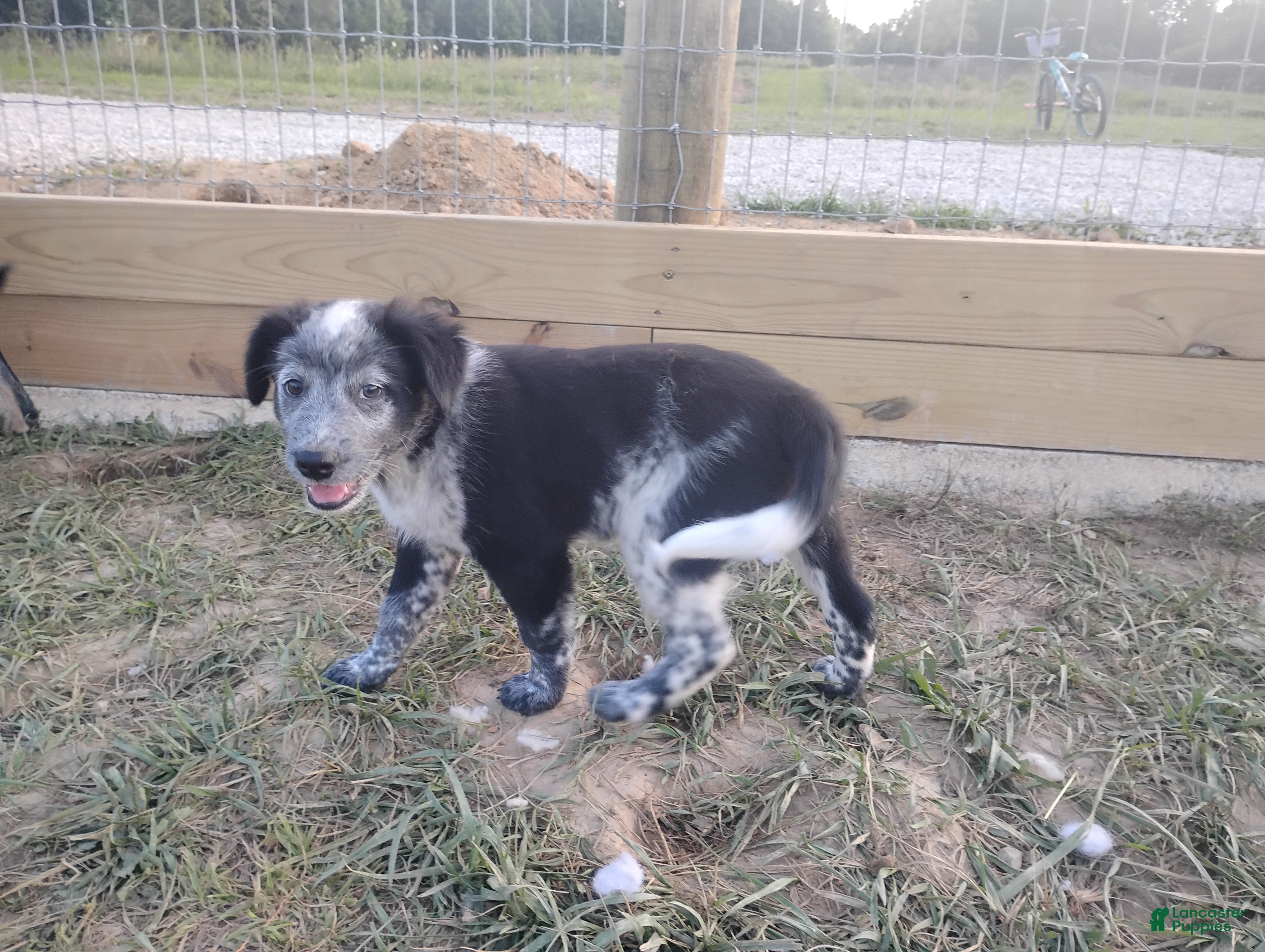 Mixed Breed dogs Mixed Breed Puppy 6 - Ad 25