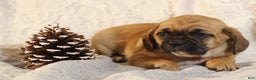 Puggle dogs for sale: Trixie - Ad 1