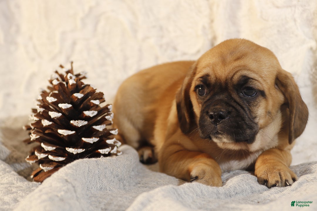 Puggle dogs for sale: Trixie - Ad 1
