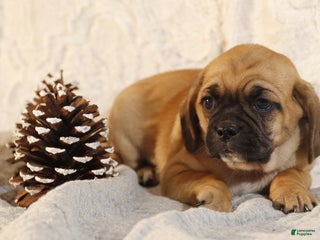Puggle dogs Trixie - Ad 23
