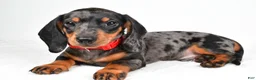 Miniature Dachshund dogs for sale: Eddie - Ad 3