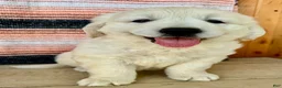 Golden Retriever dogs for sale: Princess English Cream  - Ad 4