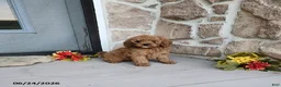 Mini Goldendoodle dogs for sale: Rachel - Ad 3