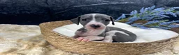 Italian Greyhound dogs for sale: Italian Greyhound 2 - Ad 3